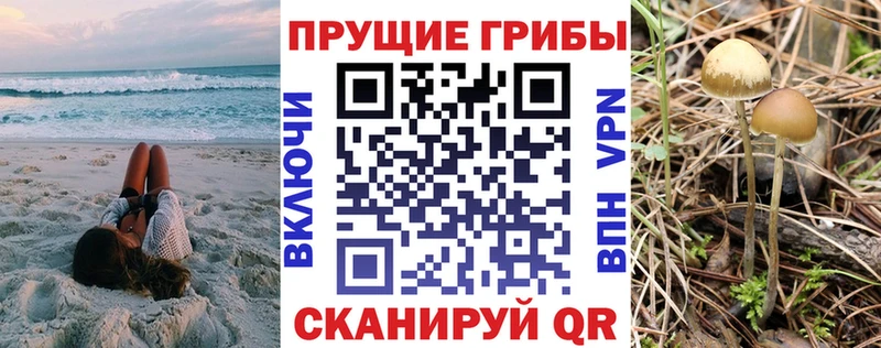 Галлюциногенные грибы Psilocybe  как найти наркотики  Сортавала 